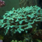 Seriatopora caliendrum Seriatopora caliendrum