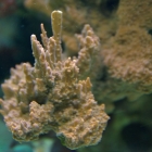 Rote Montipora