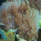 Anthelias Anthelias
