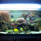 Gesamtansicht Aquarium Gesamtansicht Aquarium