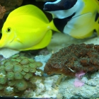 Aquarium Aquarium