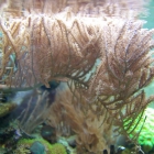 Gorgonien Gorgonien
