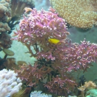 Seriatopora hystrix mit Korallengrundeln Seriatopora hystrix mit Korallengrundeln