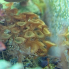 Krustenanemonen Krustenanemonen