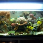 Aquarium Aquarium