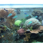 Ansicht Aquarium Ansicht Aquarium