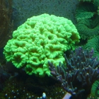 Caulastraea furcata Caulastraea furcata