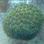 Galaxea fascicularis Galaxea fascicularis