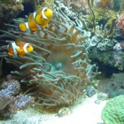 Gigantea-Anemone mit Clownis Gigantea-Anemone mit Clownis