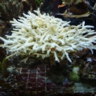 tote Seriatopora caliendrum tote Seriatopora caliendrum