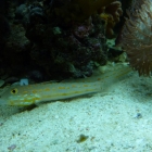 Valenciennea puellaris Valenciennea puellaris