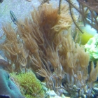Anthelias Anthelias