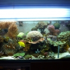 Gesamtansicht Aquarium Gesamtansicht Aquarium