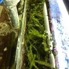 Caulerpas Caulerpas