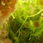 Caulerpas Caulerpas