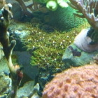 Kalkachsenkoralle (Briareum hamrum) Kalkachsenkoralle (Briareum hamrum)