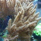 Gorgonien Gorgonien