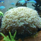 Hammerkoralle (Euphyllia paraancora) Hammerkoralle (Euphyllia paraancora)