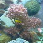 Seriatopora hystrix mit Korallengrundeln Seriatopora hystrix mit Korallengrundeln