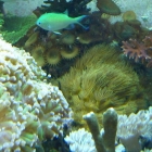 Krustenanemonen Krustenanemonen