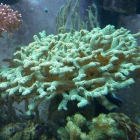 Seriatopora caliendrum Seriatopora caliendrum