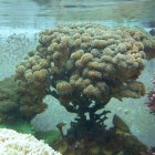 Pocillopora damicornis Pocillopora damicornis
