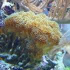 Pocillopora damicornis Pocillopora damicornis