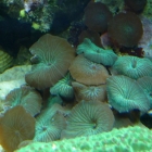 Scheibenanemonen Scheibenanemonen