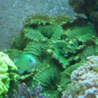 Scheibenanemonen Scheibenanemonen