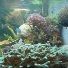 Gesamtansicht Aquarium