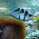 Canthigaster valentini