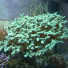 Seriatopora calendrium