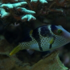 Canthigaster valentini