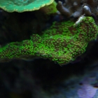 Montipora hoffmeisteri