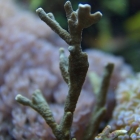 Montipora