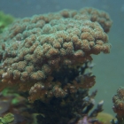 Pocillopora damicornis