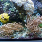 diverse Korallen