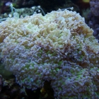 Hammerkoralle (Euphyllia paraancora)