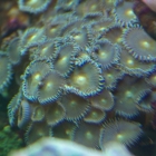 Krustenanemonen