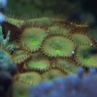 Krustenanemonen