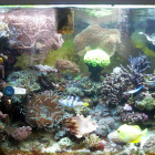 Ansicht Aquarium