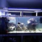Aquarium 4 Tage nach dem Umzug Aquarium 4 Tage nach dem Umzug