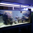 Aquarium 4 Tage nach dem Umzug Aquarium 4 Tage nach dem Umzug