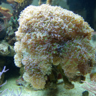 Hammerkoralle (Euphyllia paraancora)