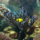 Acropora echinata mit Korallengrundel