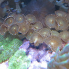 Krustenanemonen