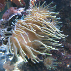 Gigantea-Anemone