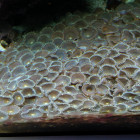 Krustenanemonen-Teppich