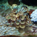 Krustenanemonen