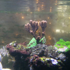 Montipora Testkoralle